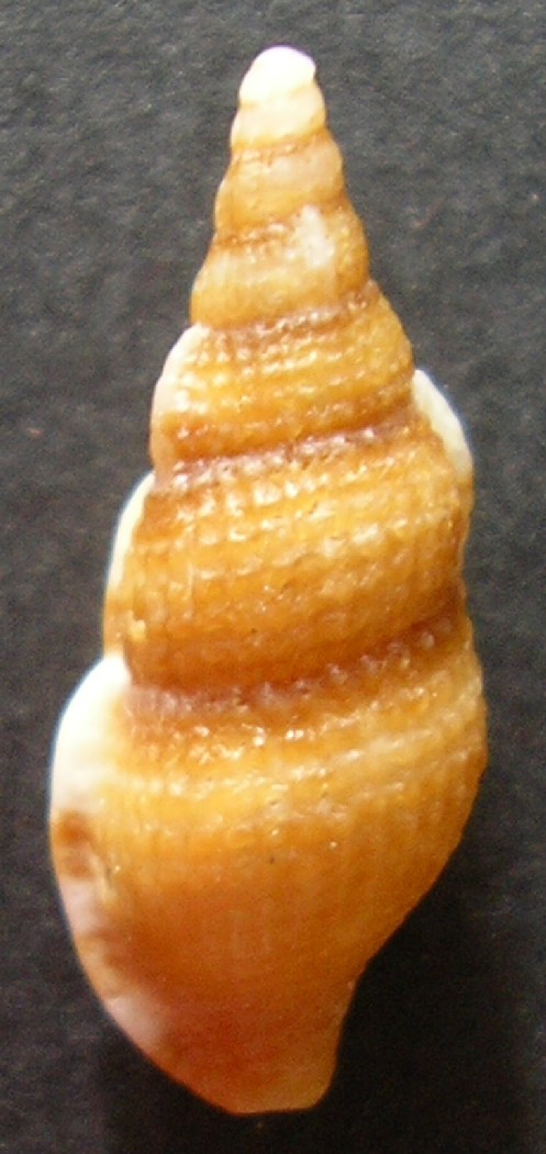 Colubraria reticulata